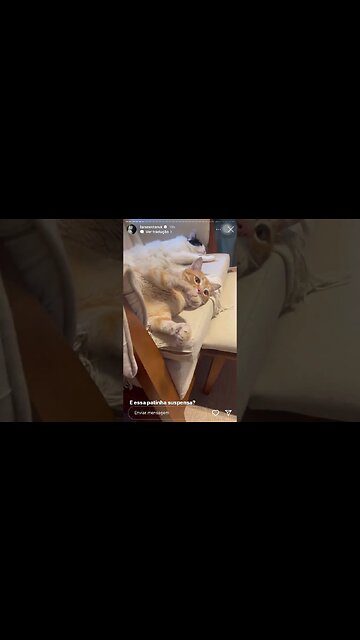 Gato estátua | Lara Nesteruk