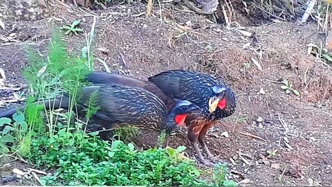 Jacu na terra Vomitando a comida Jacuaçu jacuguaçu, guans