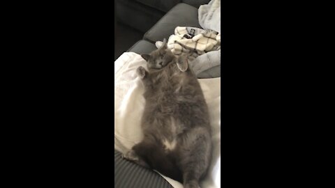 Fat Cat Belly Rub