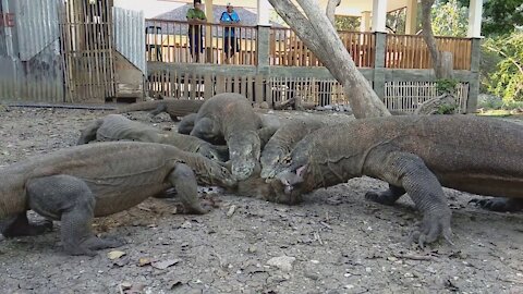 Komodo Dragons catch monkey for their lunch