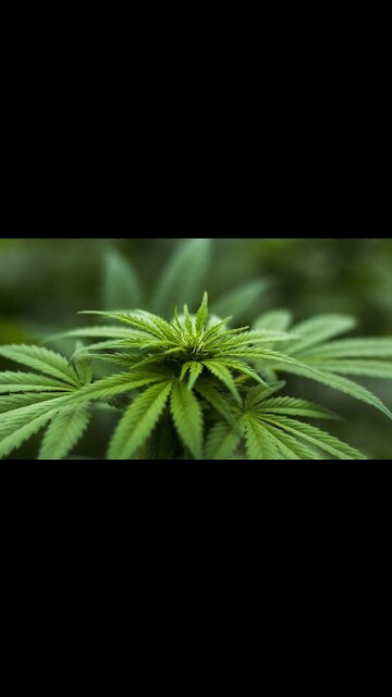 Podemos registra una Ley de regulación del Cannabis (marihuana) en España