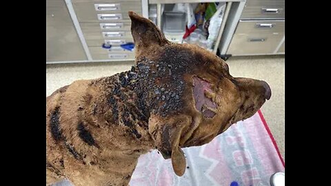 (The Tender Mercies Of The Wicked Are Cruel) Dog Beaten And Found Being Burned Alive