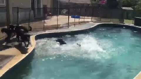 #dogs #dog #viral #fyp #shorts #short #reels #reel #funny #nature #funnymoments #funnydogs #puppy 75