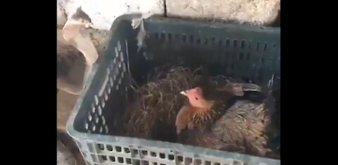 Snake vs Chicken - Who will win ?