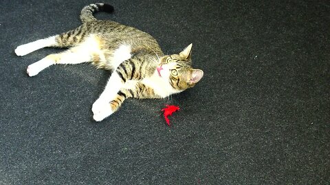 Kitten Plays with His Feather Wand