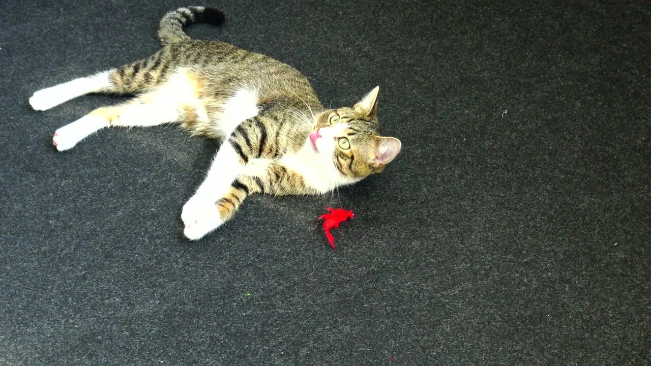 Kitten Plays with His Feather Wand