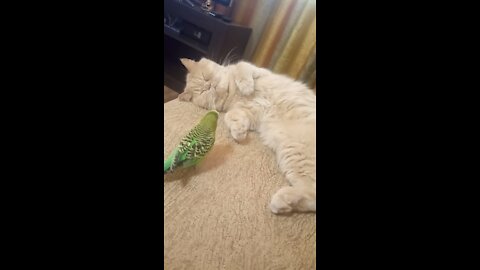 Patient Cat Tries To Nap While Parrot Wants To Have Play Time