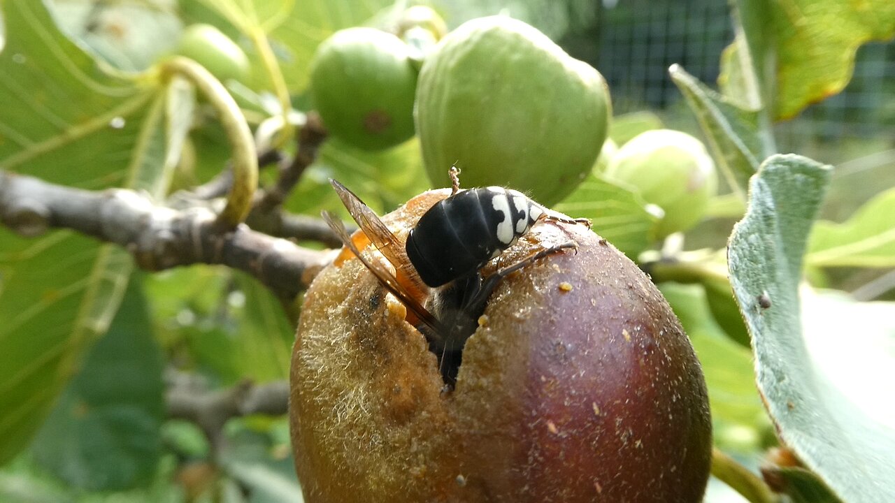 Bees on the Figs Aug. 2024