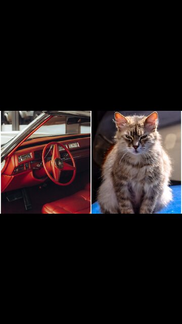 Smart Cat driving Mercedes car