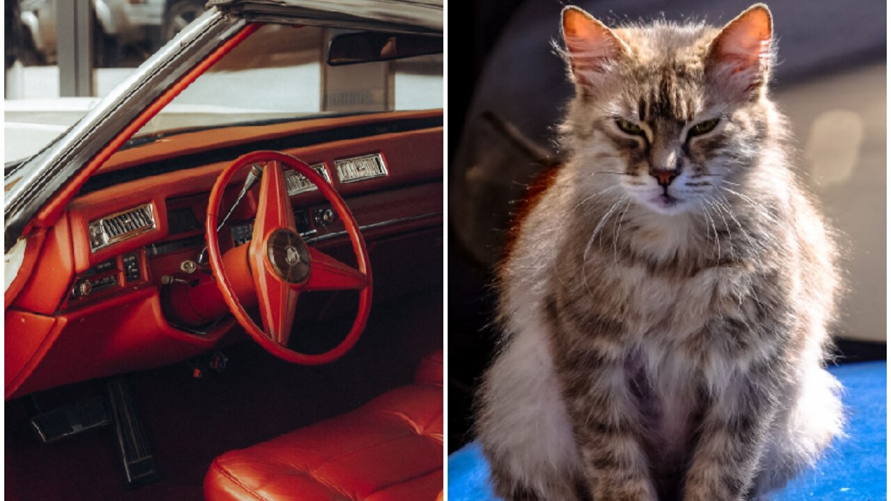 Smart Cat driving Mercedes car