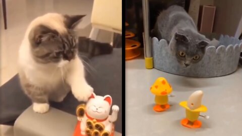 Robotic toys vs Cats