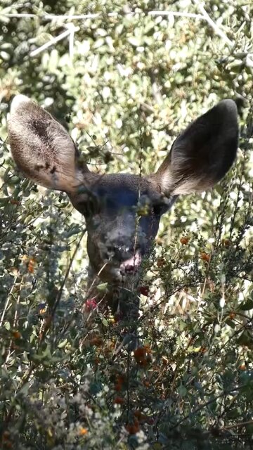Mule Deer 🦌Berry Browse