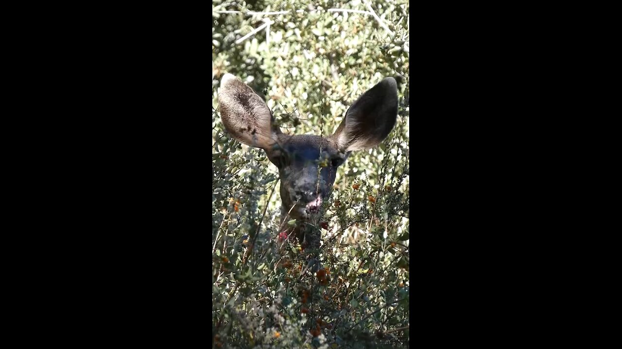 Mule Deer 🦌Berry Browse