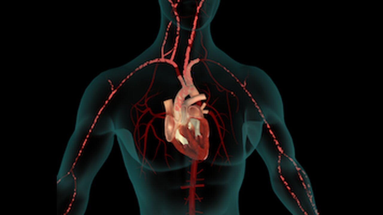 An In-Depth Look at the Circulatory System