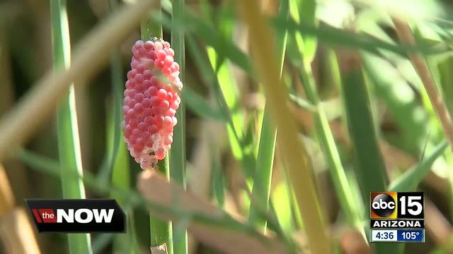 Environmentalists concerned over invasive snails appearing in the Salt River