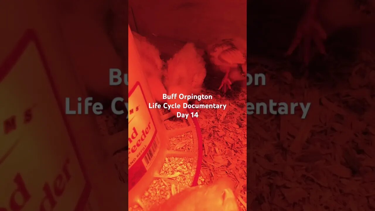 Buff Orpington Life Cycle Documentary Day 14 #raisingchickens #homestead