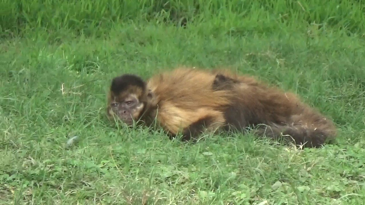 Little Monkey waking Up