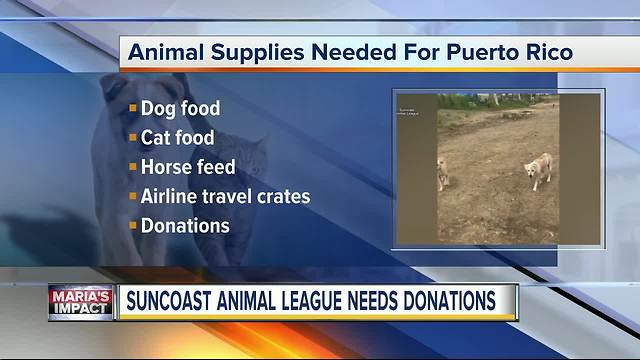 Suncoast Animal League in Palm Harbor needs donations to help homeless Puerto Rican pets