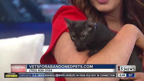 Pet of the Week on Feb. 16