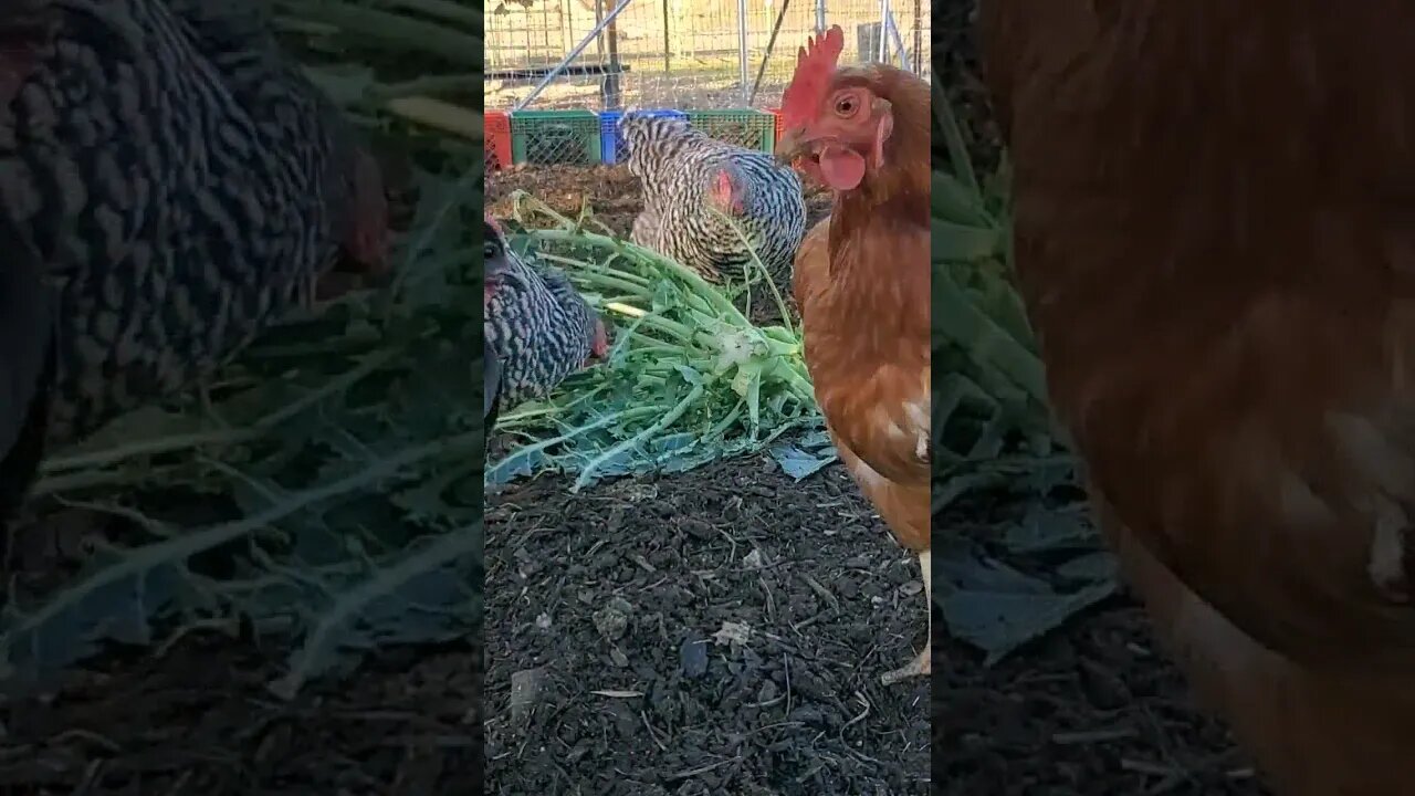 HOW FAST will THESE CHICKENS eat THIS??