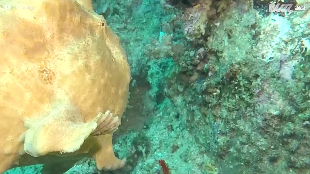 L'étrange beauté de l'antennarius commerson