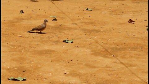 Laughing dove