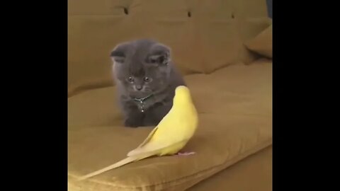 The Sweetest thing you will see on Tiktok #shorts