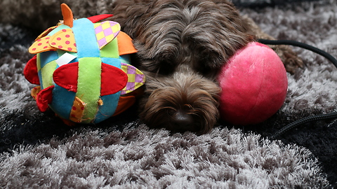 Labradoodle doing tricks