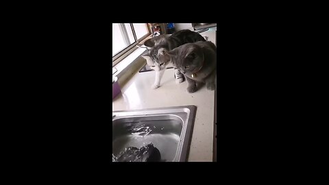 Funny Cats and the daring fish