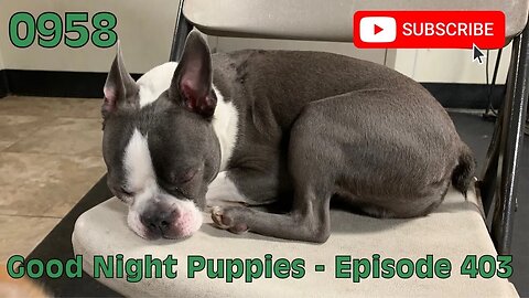 [0958] GOOD NIGHT PUPPIES - EPISODE 403 [#dogs #doggos #doggos #puppies #dogdaycare]