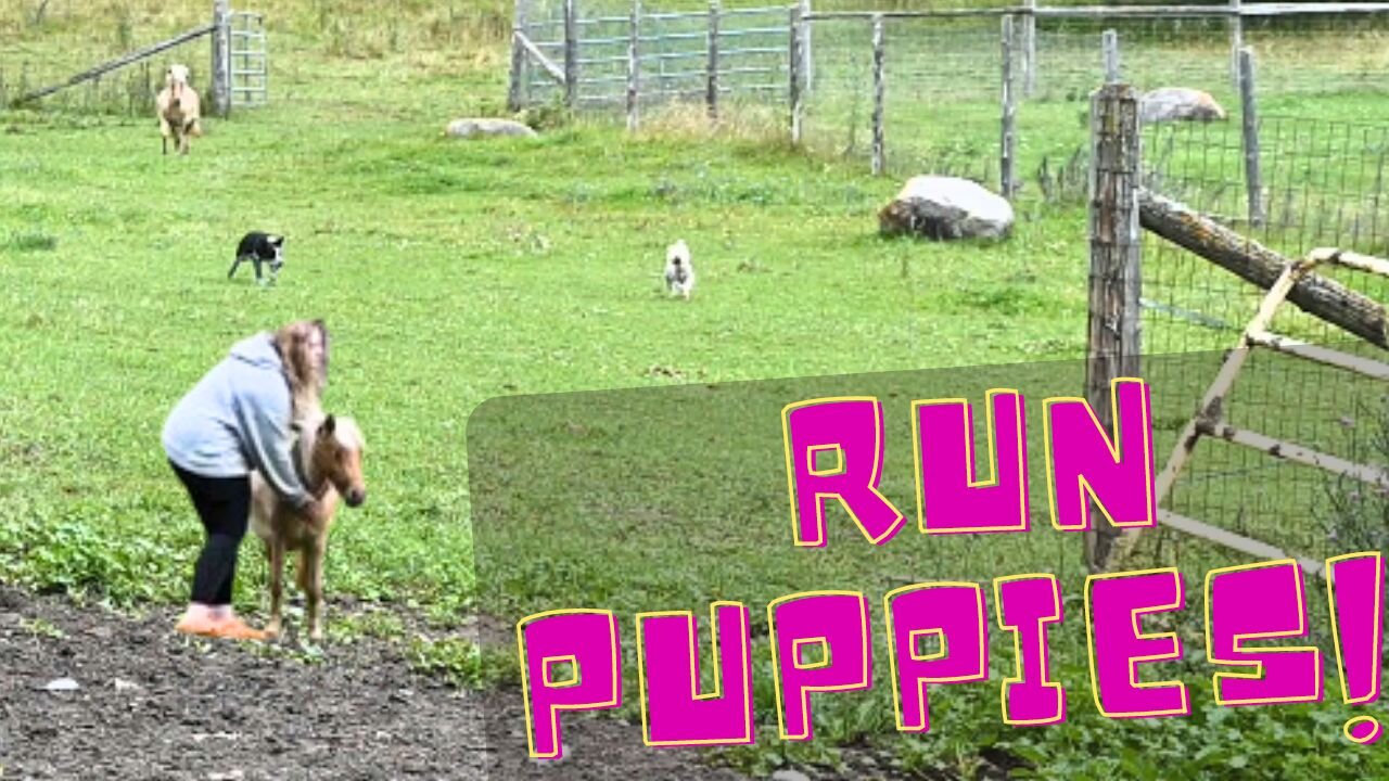 Miniature Horse Vs Puppies!