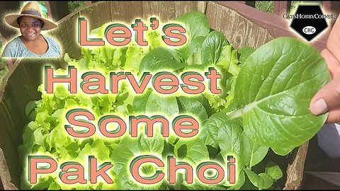 #pakchoi #pakchoy #harvesting - #catshobbycorner