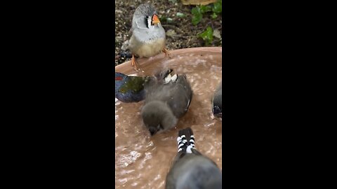 aviary birds