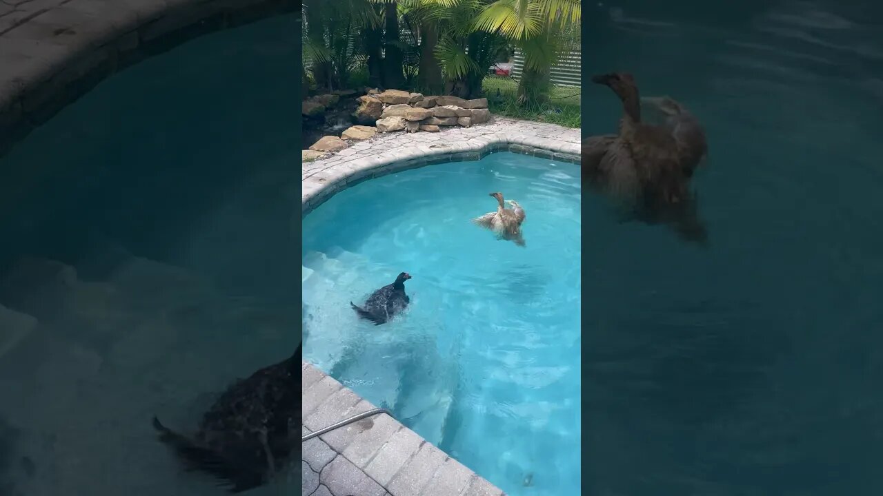 Ducks using the pool on this hot summer day #duck #duckpond #poolparty #pool #shorts