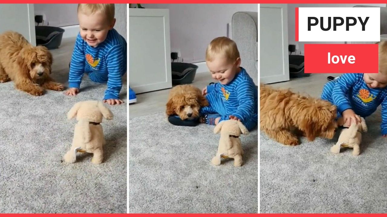 Mum in hysterics filming her baby boy driving their puppy crazy by playing with his new dog toy