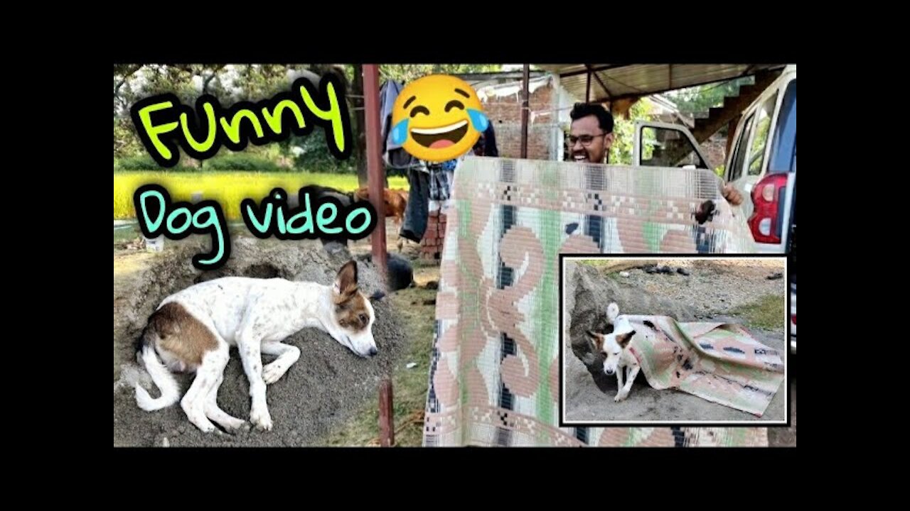 Must Watch Most Funny 😂 Dog Videos || Dog Prank latest videos