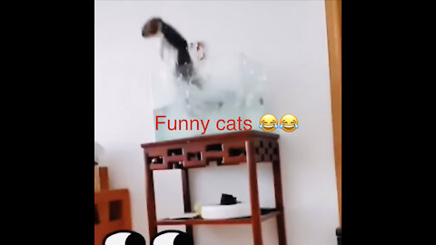 Funny cats 🐈 jump into the water 💦