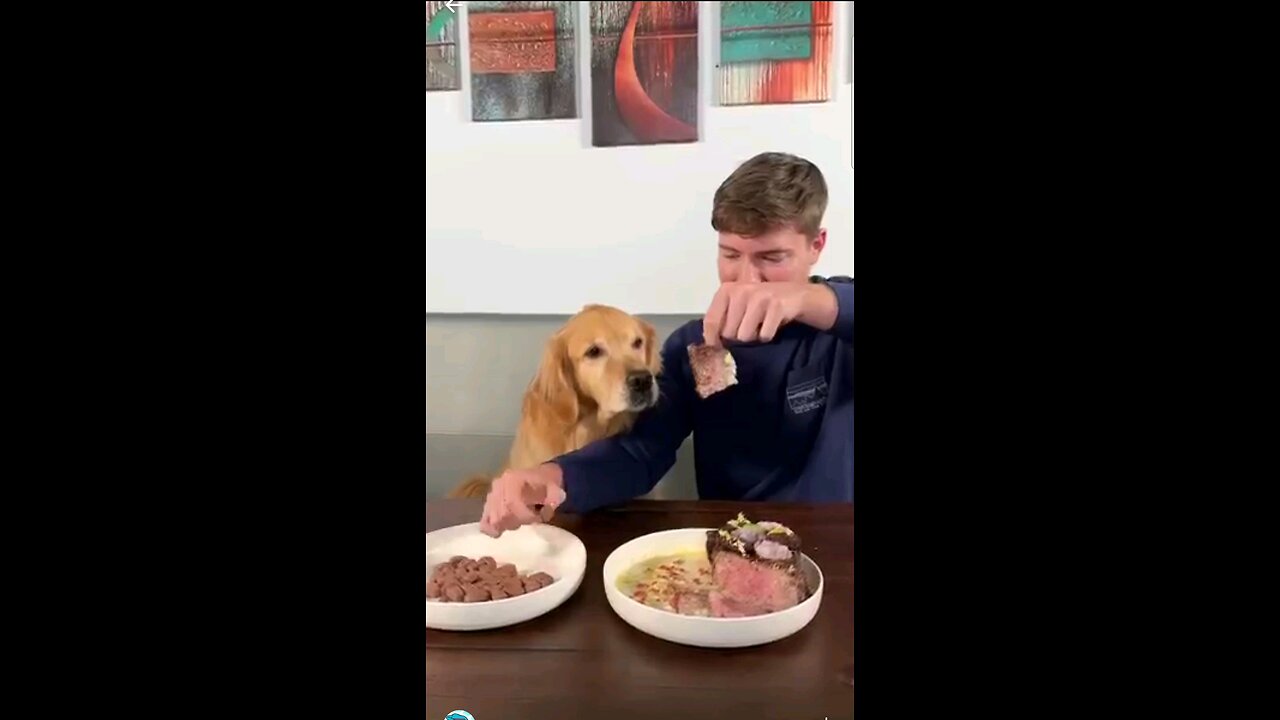 Feeding A Dog $1 vs $10,000 Steak