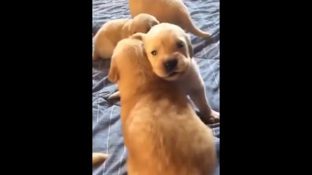 Litter of puppies adorably learn how to howl