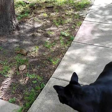 Dog Runs Away From A Small Turtle