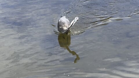 Great Blue Heron within 10-15 ft