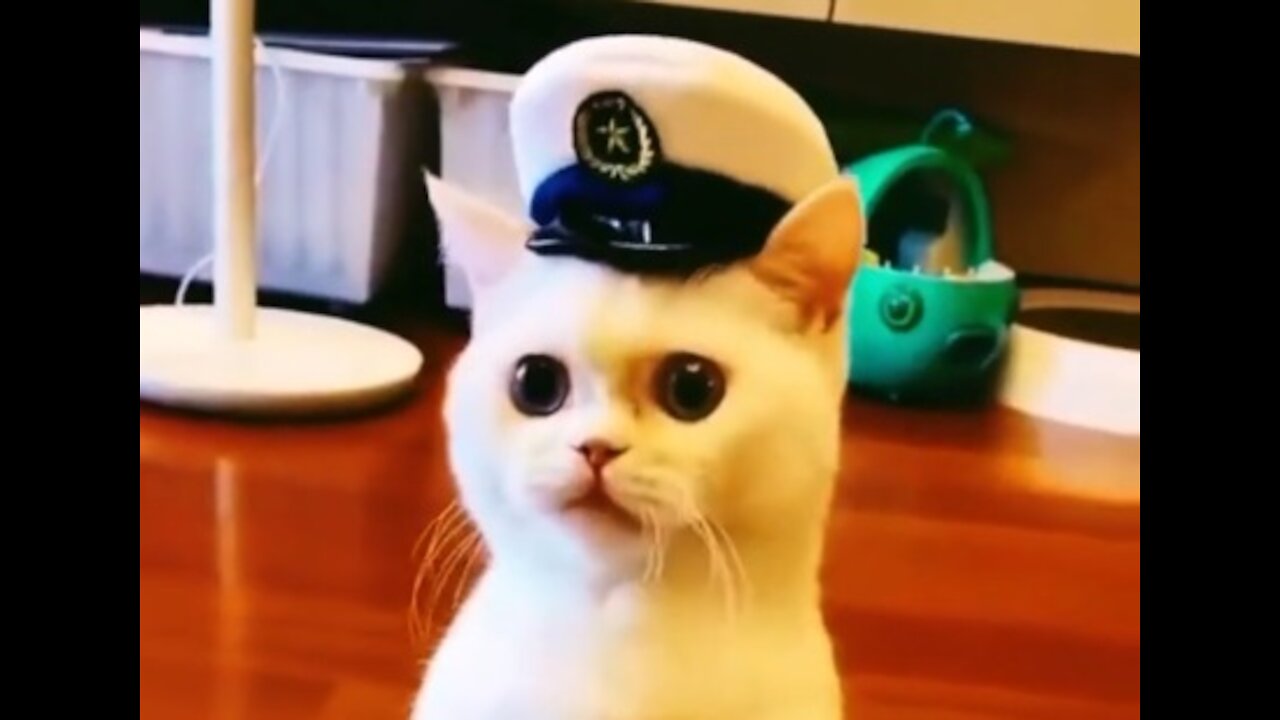 CUTE AND FUNNY CAT AS A COP, FUNNY