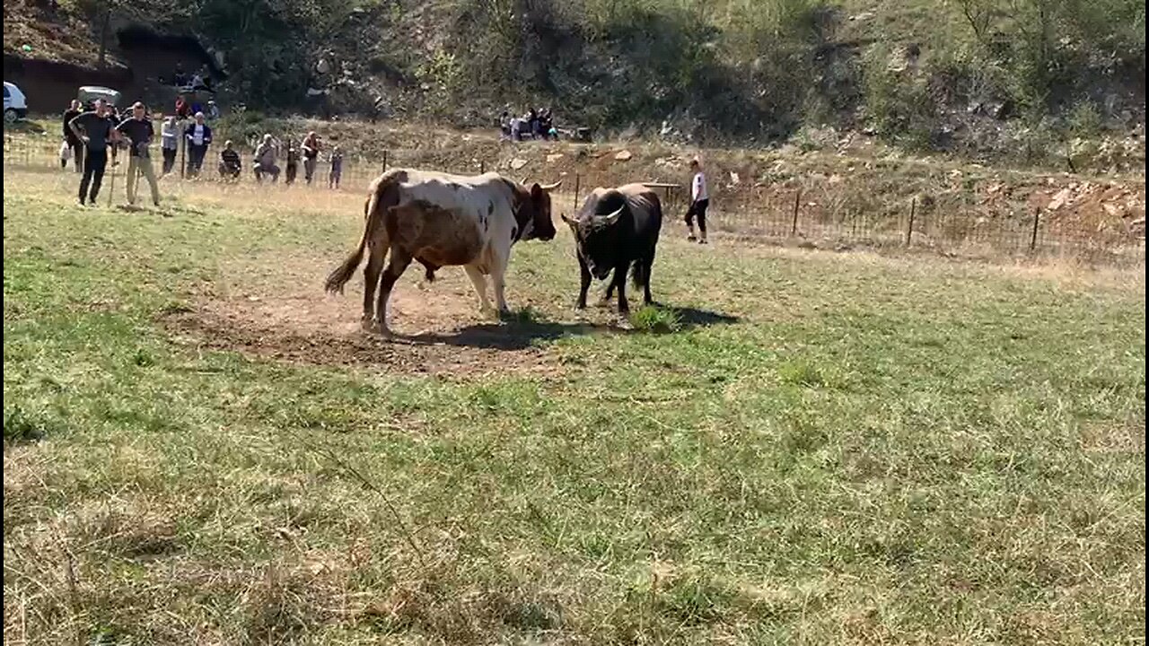 Zagor od Arnauta vs Šaronja od Porče