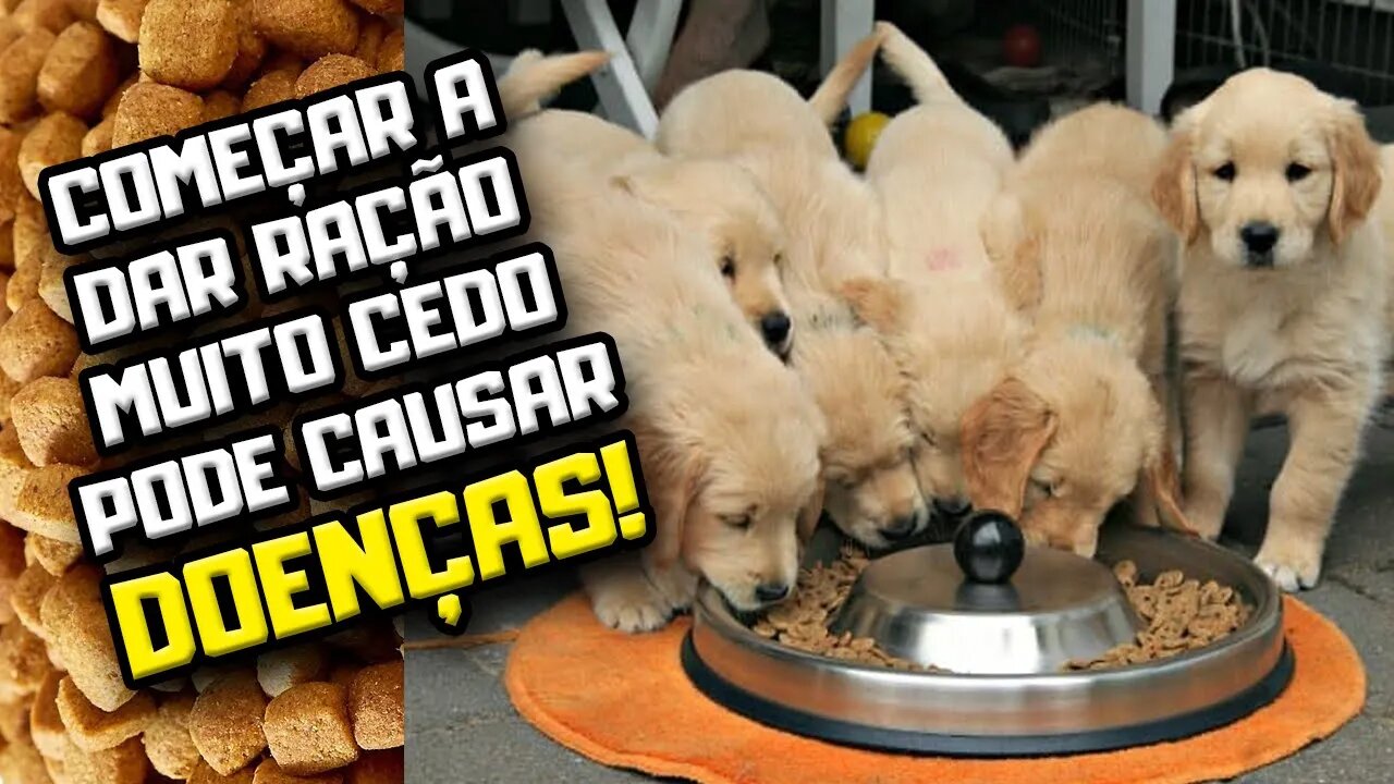 Quando filhote de cachorro pode comer ração? | Dr. Edgard Gomes | Alimentação natural para Cães