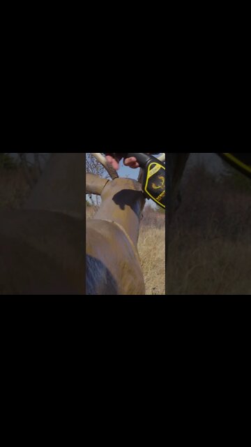 Nothing like rattling a GIANT 8 to a decoy #shorts #shortsvideo #hunting #whitetaildeer #bigbucks