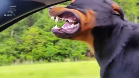 Dog facing the wind throughly while I driving car