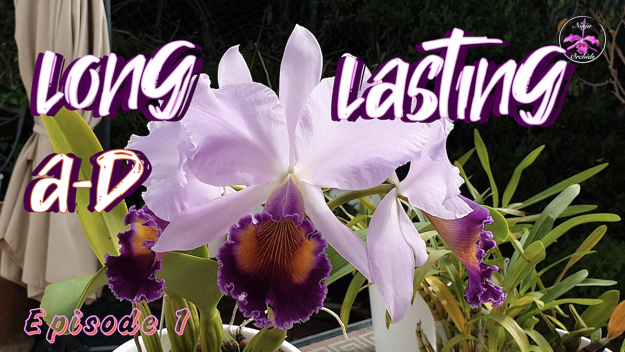 Highly Recommended Orchids with LONG Lasting Blooms #ninjaorchids #bestbuy #shopping #tips #care