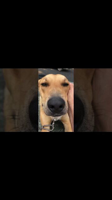 Little chats with Slinky the dog