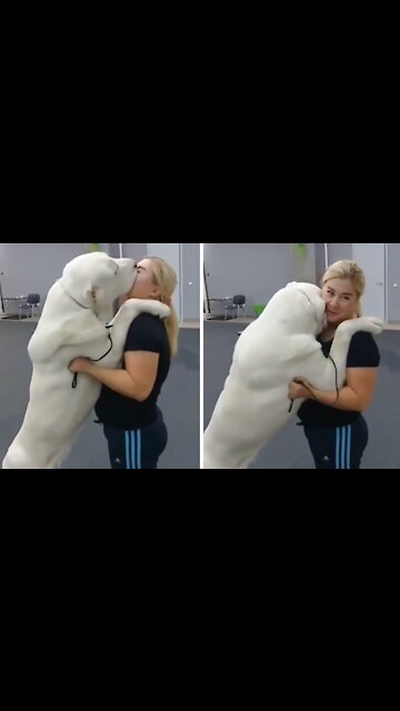 Gigantic Dog Just Want Kisses From Owner