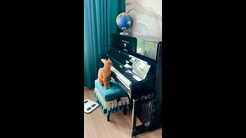 🎹🎼🎸🎺👌😂🐈